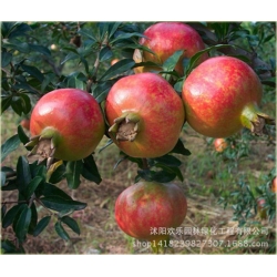 Nasiona Granat właściwy szt.5 Nxx25