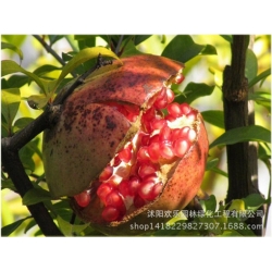 Nasiona Granat właściwy szt.5 Nxx25