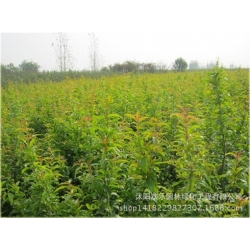 Nasiona Granat właściwy szt.5 Nxx25