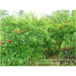 Nasiona Granat właściwy szt.5 Nxx25