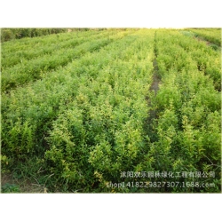 Nasiona Granat właściwy szt.5 Nxx25