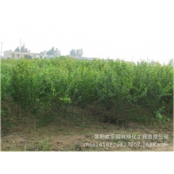 Nasiona Granat właściwy szt.5 Nxx25