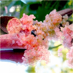 Nasiona Granat właściwy Pink Finger szt.5 Nxx373