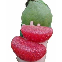 Nasiona Grejpfrut Pomelo szt.3 N103