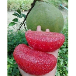 Nasiona Grejpfrut Pomelo szt.3 Nxx103