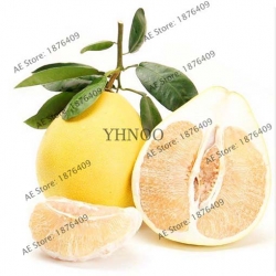 Nasiona Grejpfrut Pomelo szt.3 Nxx103
