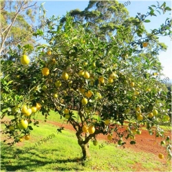 Nasiona Grejpfrut Pomelo szt.3 Nxx103