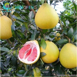 Nasiona Grejpfrut Pomelo szt.3 Nxx103