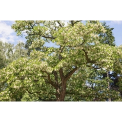 nasiona Grochodrzew Robinia pseudoacacia szt5 Fore218