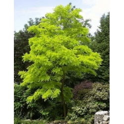 nasiona Grochodrzew Robinia pseudoacacia szt5 Fore218