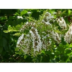 nasiona Grochodrzew Robinia pseudoacacia szt5 Fore218