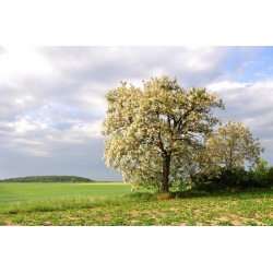 nasiona Grochodrzew Robinia pseudoacacia szt5 Fore218