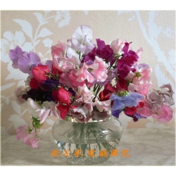 Nasiona Groszek mix szt.5 Nxx173