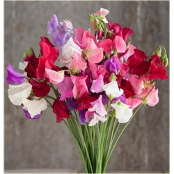 Nasiona Groszek pachnący szt.5 Nxx107