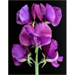 Nasiona Groszek pachnący szt.5 Nxx107