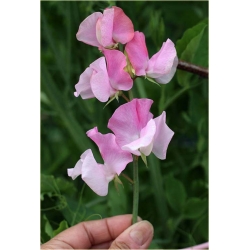 Nasiona Groszek pachnący szt.5 Nxx107