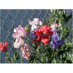 Nasiona Groszek pachnący szt.5 Nxx107