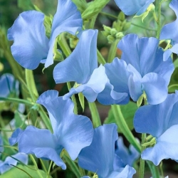 Nasiona Groszek pachnący jasnoniebieski szt.5 Nxx732