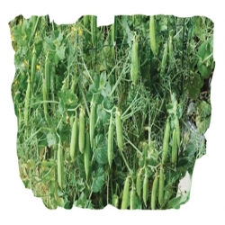 Nasiona Groszek słodki jadalny Sweet Pea szt.5 N461