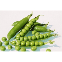 Nasiona Groszek słodki jadalny szt.5 Nxx461