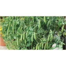 Nasiona Groszek słodki jadalny szt.5 Nxx461