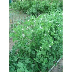 Nasiona Groszek słodki jadalny szt.5 Nxx461