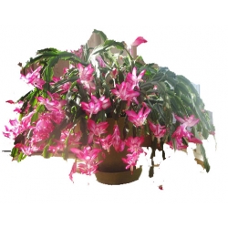 Nasiona Grudnik biało-różowy szt.5 N556