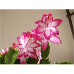 Nasiona Grudnik biało-różowy szt.5 Nxx556