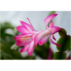 Nasiona Grudnik biało-różowy szt.5 Nxx556