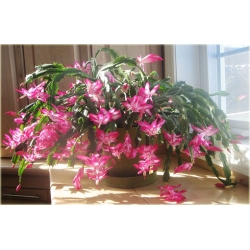 Nasiona Grudnik biało-różowy szt.5 Nxx556