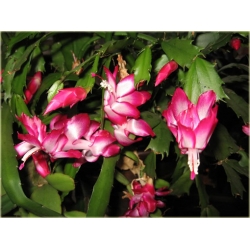 Nasiona Grudnik biało-różowy szt.5 Nxx556