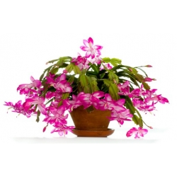 Nasiona Grudnik biało-różowy szt.5 Nxx556