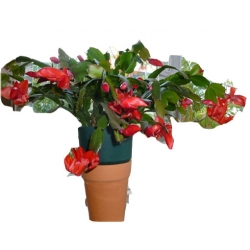 Nasiona Grudnik czerwony szt.5 N554