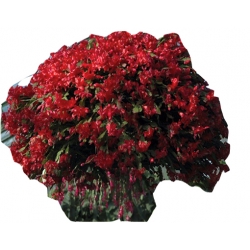 Nasiona Grudnik czerwony szt.5 Nxx554