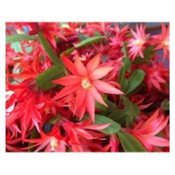 Nasiona Grudnik czerwony szt.5 Nxx554