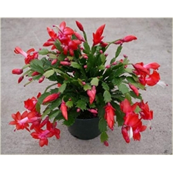 Nasiona Grudnik czerwony szt.5 Nxx554