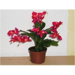 Nasiona Grudnik czerwony szt.5 Nxx554