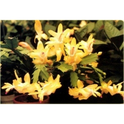Nasiona Grudnik żółty szt.5 Nxx555