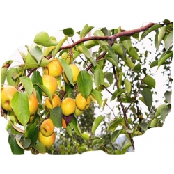 Nasiona Grusza Nashi szt.5 N138