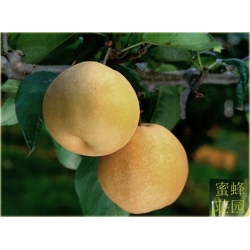 Nasiona Grusza Nashi szt.5 Nxx138