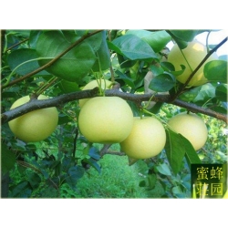 Nasiona Grusza Nashi szt.5 Nxx138