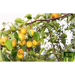 Nasiona Grusza Nashi szt.5 Nxx138