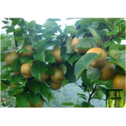 Nasiona Grusza Nashi szt.5 Nxx138