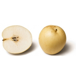 Nasiona Grusza Nashi szt.5 Nxx138