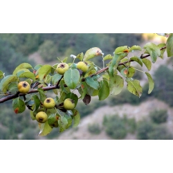 nasiona Grusza kaukaska Pyrus caucasica szt5 Fore213