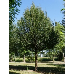 nasiona Grusza kaukaska Pyrus caucasica szt5 Fore213
