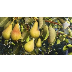 nasiona Grusza kaukaska Pyrus caucasica szt5 Fore213