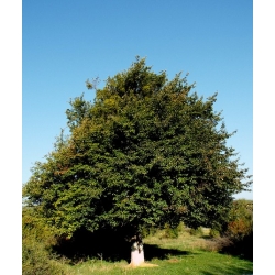 nasiona Grusza kaukaska Pyrus caucasica szt5 Fore213