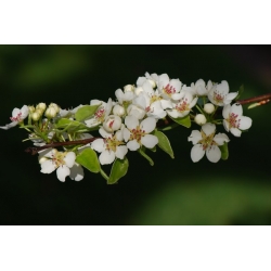 nasiona Grusza kaukaska Pyrus caucasica szt5 Fore213