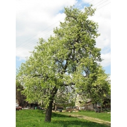 nasiona Grusza pospolita Pyrus communis szt5 Fore214